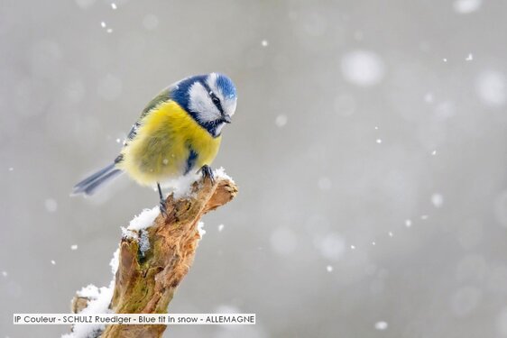 IP Couleur - SCHULZ Ruediger - Blue tit in snow - ALLEMAGNE.jpg