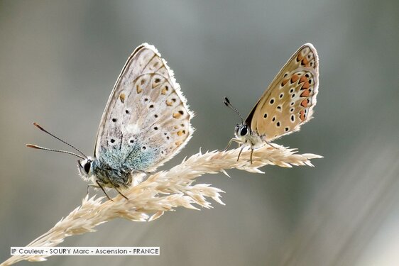 IP Couleur - SOURY Marc - Ascension - FRANCE.jpg