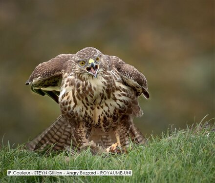 IP Couleur - STEYN Gillian - Angry Buzzard - ROYAUME-UNI.jpg