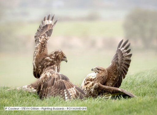 IP Couleur - STEYN Gillian - Fighting Buzzards - ROYAUME-UNI.jpg