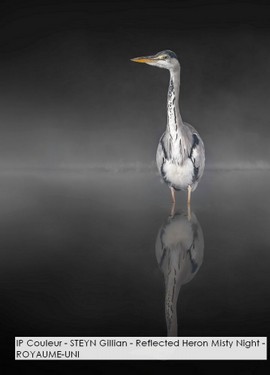IP Couleur - STEYN Gillian - Reflected Heron Misty Night - ROYAUME-UNI.jpg