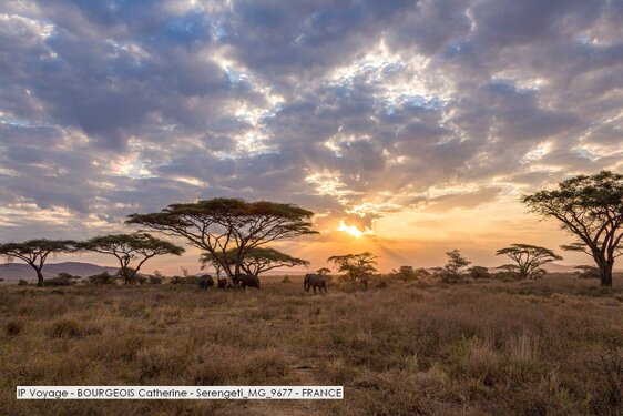 IP Voyage - BOURGEOIS Catherine - Serengeti_MG_9677 - FRANCE.jpg
