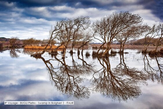 IP Voyage - BUGLI Pietro - Swamp in Bolgheri 2 - ITALIE.jpg