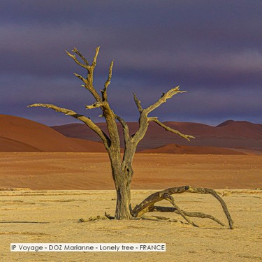 IP Voyage - DOZ Marianne - Lonely tree - FRANCE.jpg