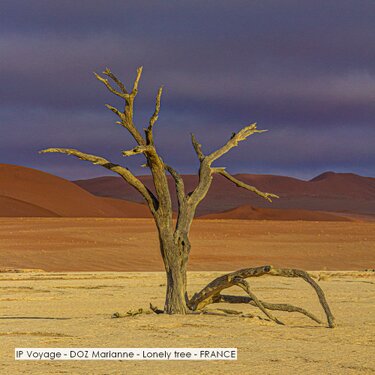 IP Voyage - DOZ Marianne - Lonely tree - FRANCE.jpg