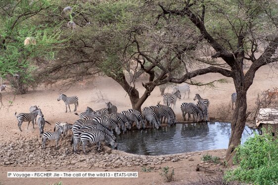 IP Voyage - FISCHER Jie - The call of the wild13 - ETATS-UNIS.jpg