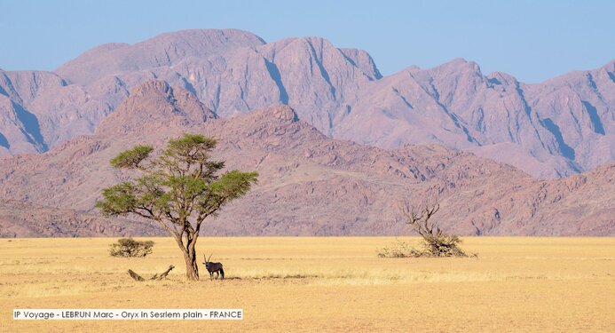 IP Voyage - LEBRUN Marc - Oryx in Sesriem plain - FRANCE.jpg