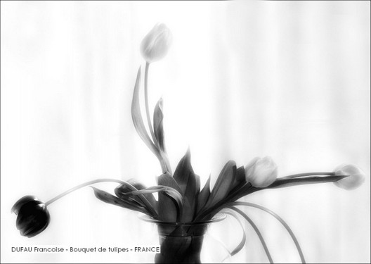 DUFAU Francoise - Bouquet de tulipes - FRANCE.jpg