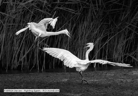 PARRISH Steven - Fighting Egrets - ROYAUME-UNI.jpg