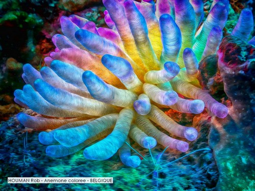 HOUMAN Rob - Anemone coloree - BELGIQUE.jpg