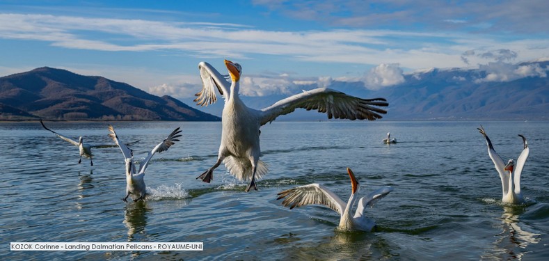 KOZOK Corinne - Landing Dalmatian Pelicans - ROYAUME-UNI.jpg