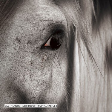 SMITH Andy - Sad Horse - ROYAUME-UNI.jpg