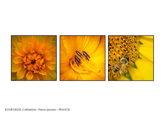BOURGEOIS Catherine - Fleurs jaunes - FRANCE.jpg